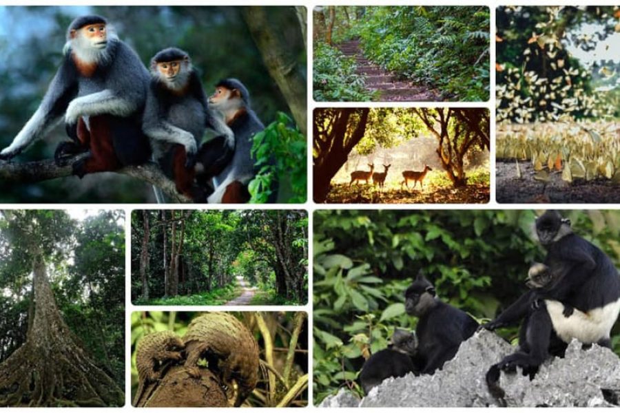 From Ninh Binh: Cuc Phuong National Park Guided Tour & Lunch